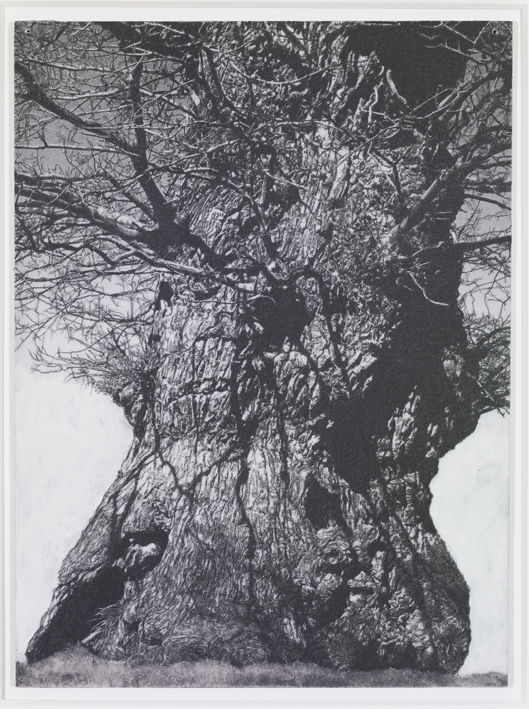 Patrick Van Caeckenbergh - La chêne de Coglée, Ille et Vilaine ( dessin ), 2013