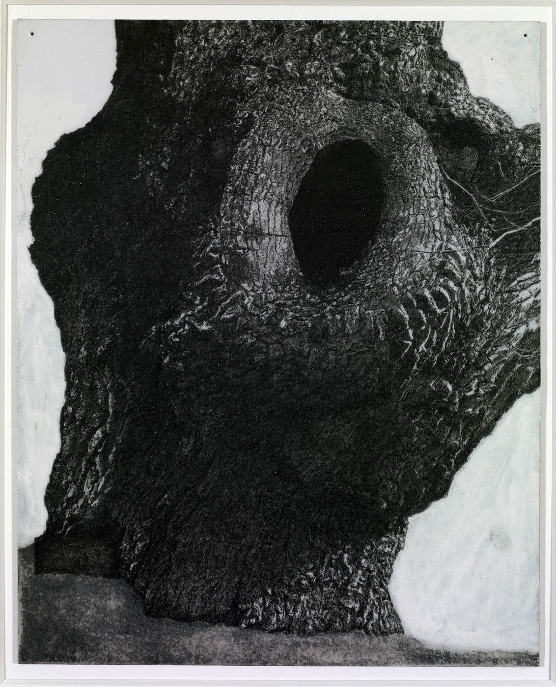 Patrick Van Caeckenbergh - La chêne de Sologne - l'oeil, 2013