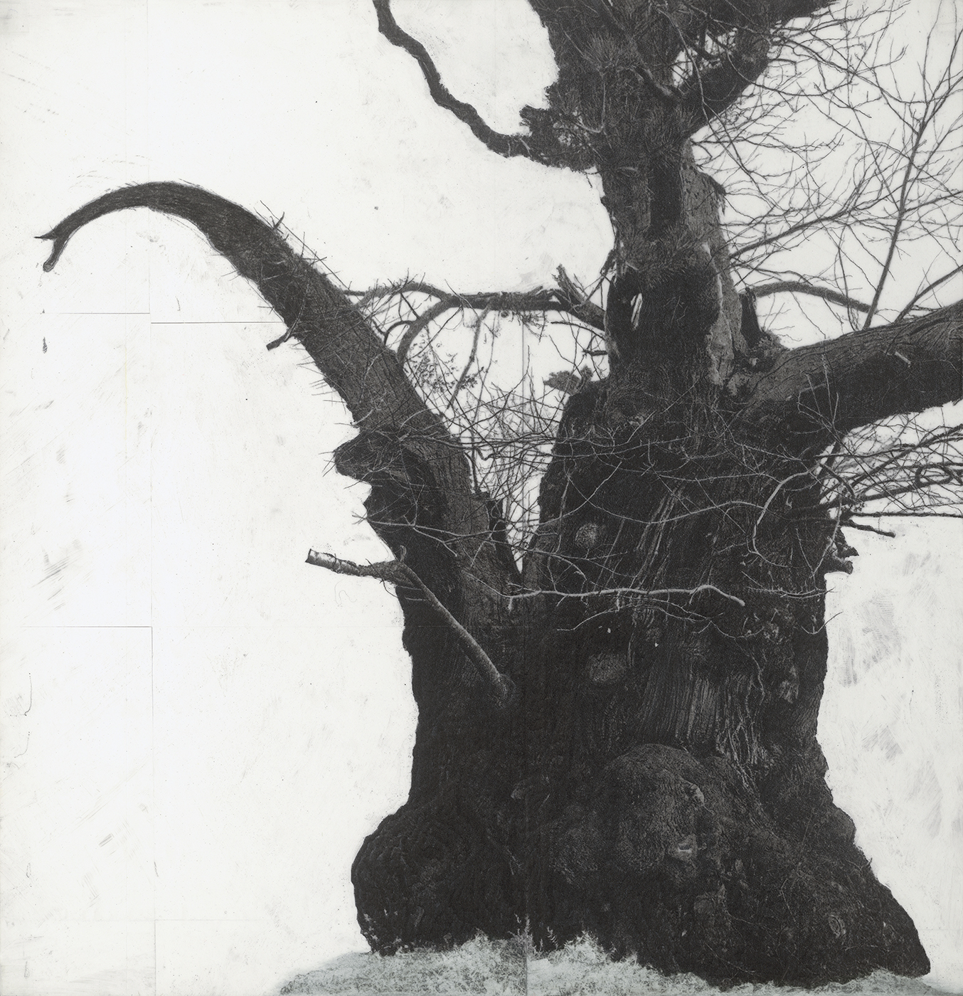 Patrick Van Caeckenbergh - Drawing of old trees on wintry days during 2007-2014 _C, 2007-2014